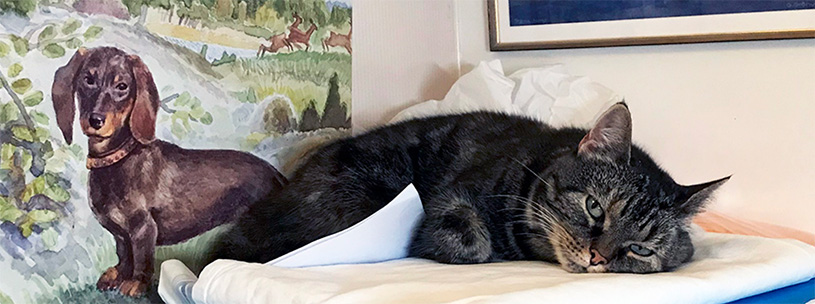 cat and dogpaint
